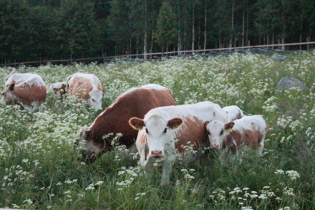 Kolin Mattila B&B Kolinkylä Zewnętrze zdjęcie